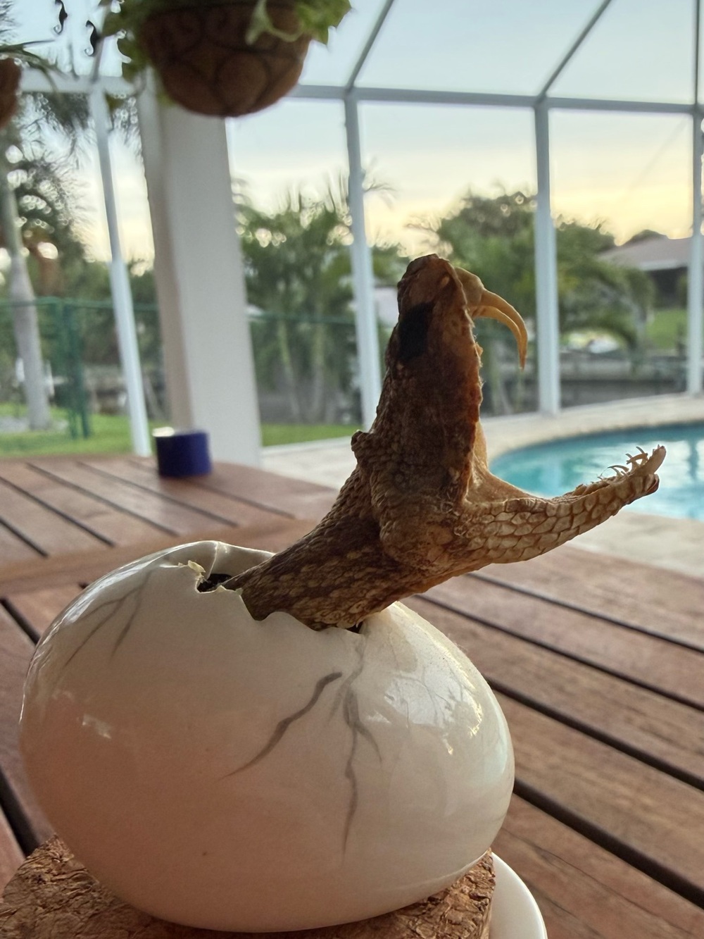 Real Taxidermy Rattlesnake Head Hatching from Ceramic Egg Oddities Curio Cabine